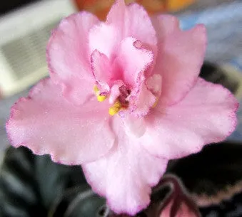 Cajun's Cherished Hope