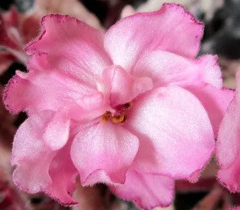 Cajun's Cherished Hope