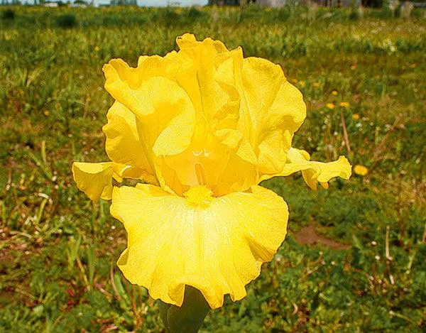 Limonada